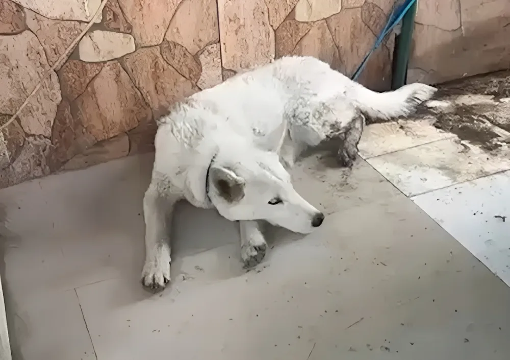loba