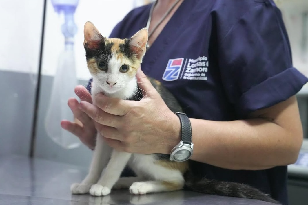 vet-1